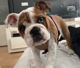 Ernest of Saxe aka PABLO